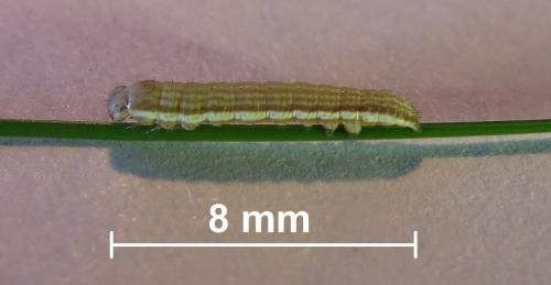 Réf. 241 185 : Thalpophila matura